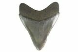 Fossil Megalodon Tooth - Serrated Blade #130815-1